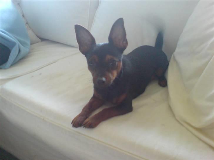 Prazsky krysarik Lille My billede 16