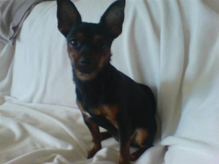 Prazsky krysarik Lille My billede 17