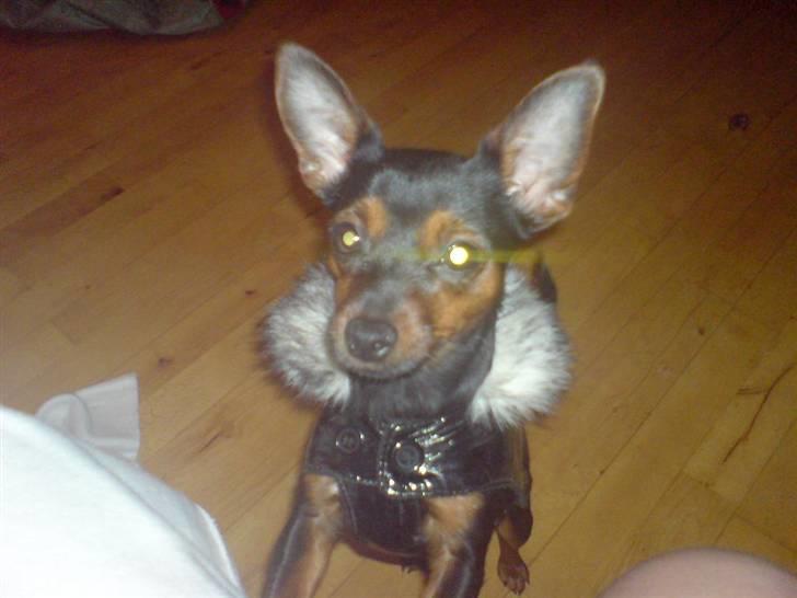 Prazsky krysarik Lille My billede 18