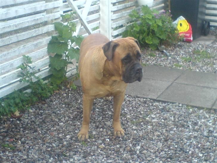 Bullmastiff Herman <3 - Herman (L´  billede 8