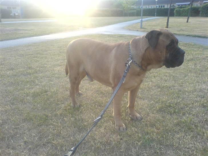 Bullmastiff Herman <3 - Herman (L´  billede 9