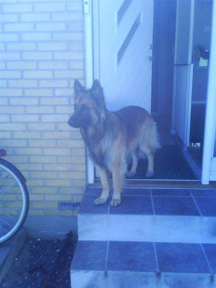 Blanding af racer Jazz - Jeg er en sej vagthund...:D billede 2