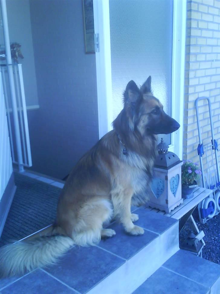 Blanding af racer Jazz - hvornår kommer far hjem?? billede 3