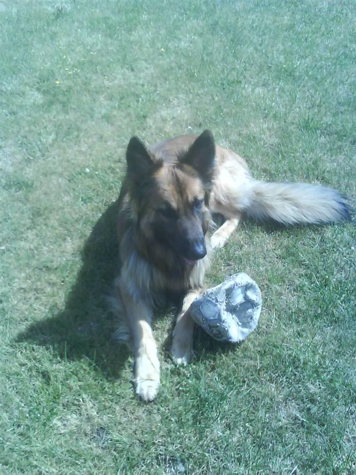 Blanding af racer Jazz - :D billede 4