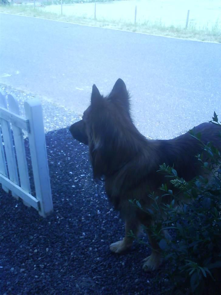 Blanding af racer Jazz - lad nu vær med at tage billeder... billede 5