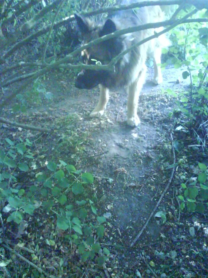 Blanding af racer Jazz - hvad laver du?? billede 6