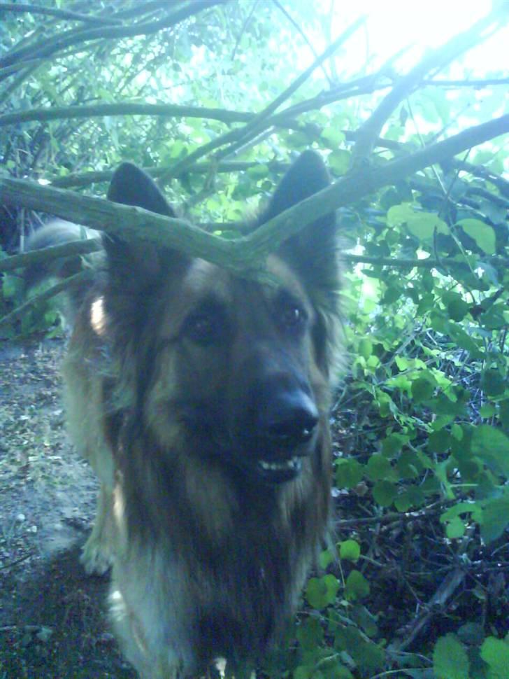 Blanding af racer Jazz - Hej hej billede 7