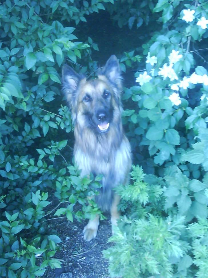 Blanding af racer Jazz - Elsker det billed<3 billede 8