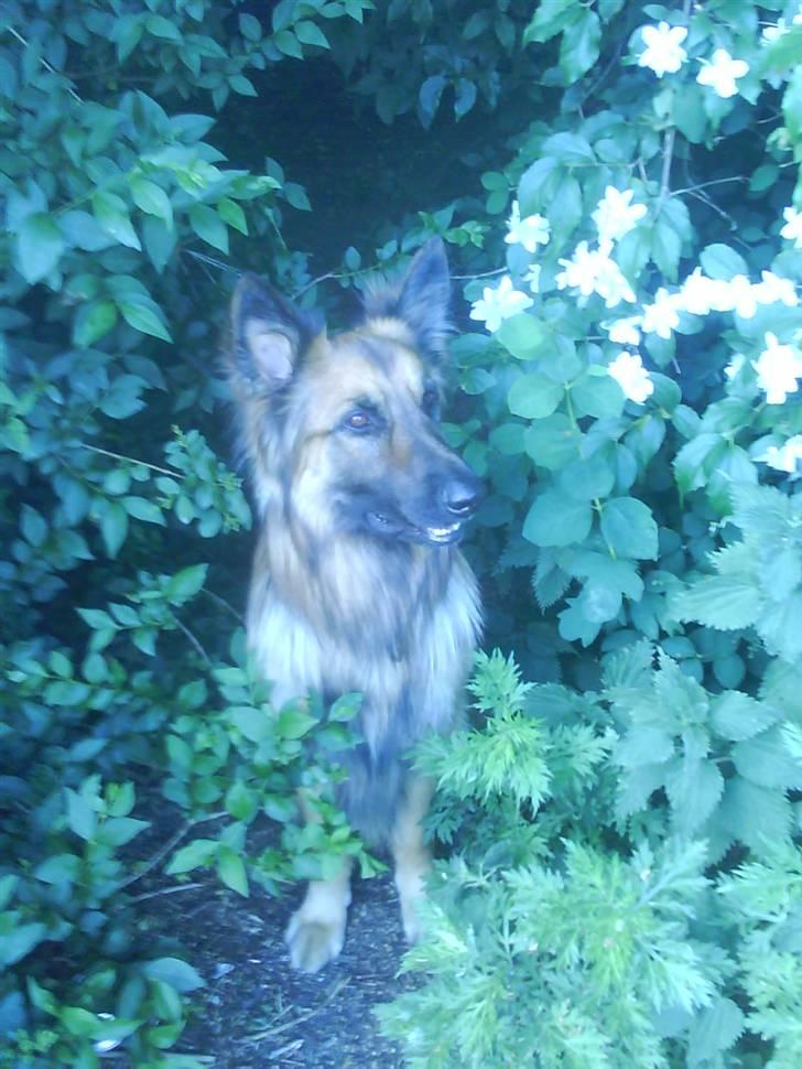 Blanding af racer Jazz billede 9