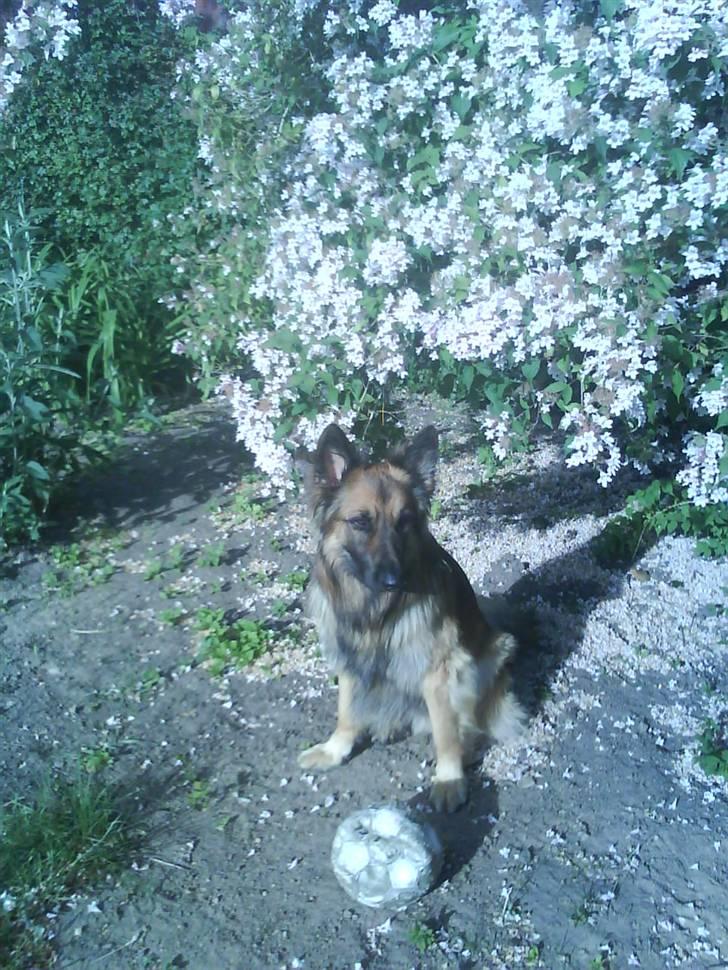 Blanding af racer Jazz - ligner jeg ikke en fotomodel billede 10