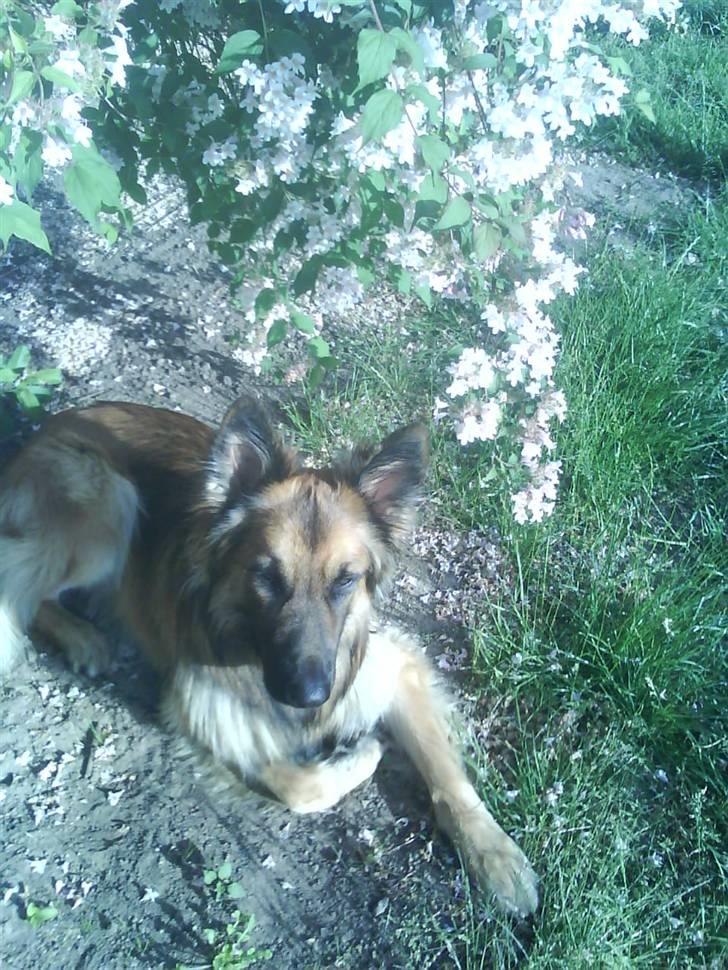 Blanding af racer Jazz billede 11