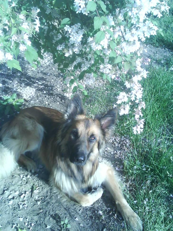 Blanding af racer Jazz billede 12