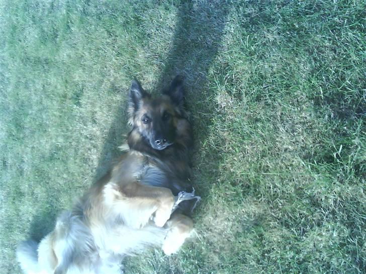 Blanding af racer Jazz - Haha... det skulle bare med:) billede 13