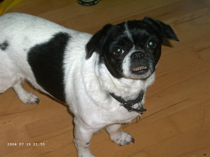 Blanding af racer Lucky *død* billede 1