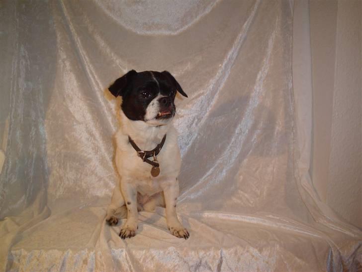 Blanding af racer Lucky *død* billede 2