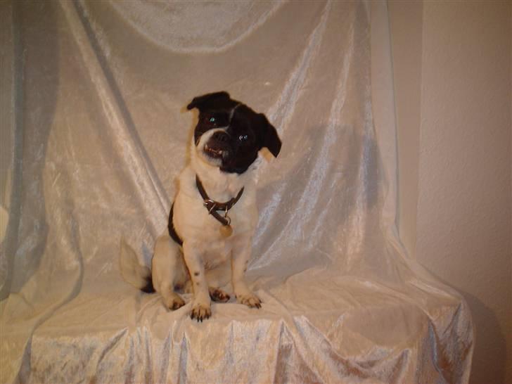 Blanding af racer Lucky *død* billede 3