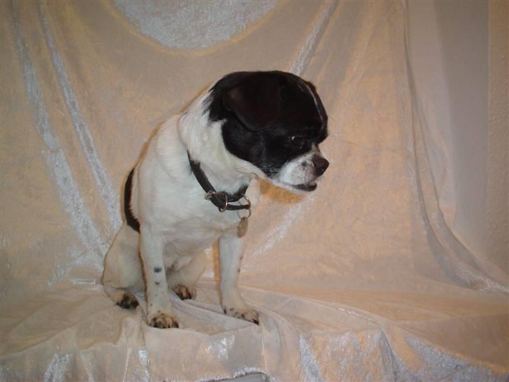 Blanding af racer Lucky *død* billede 5