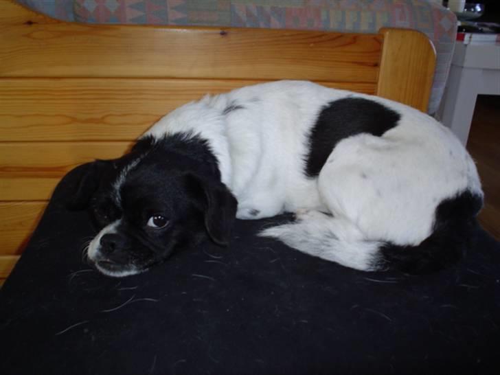 Blanding af racer Lucky *død* billede 6