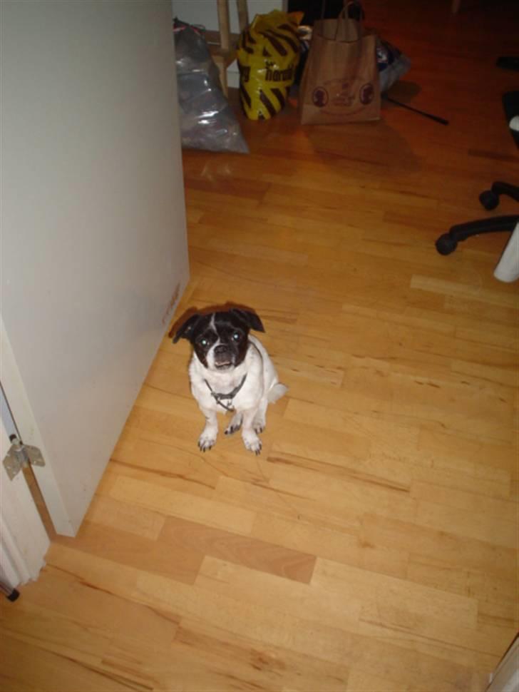 Blanding af racer Lucky *død* billede 7