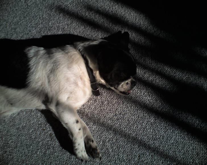 Blanding af racer Lucky *død* billede 8