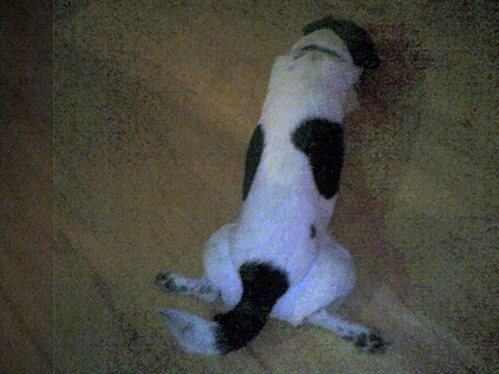 Blanding af racer Lucky *død* billede 12