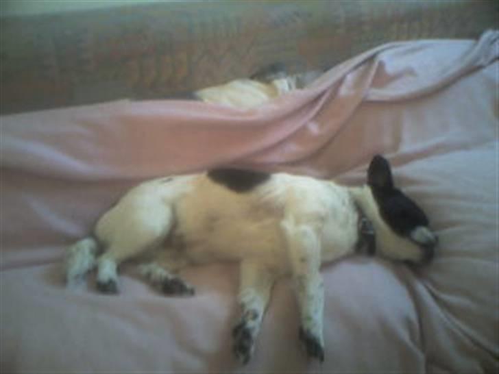 Blanding af racer Lucky *død* billede 14