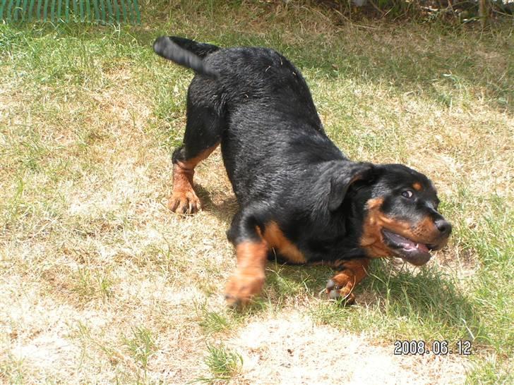 Rottweiler Luna (2008-2008) - Har lige været i bad, må hellere møje mig til igen...ha ha... billede 16