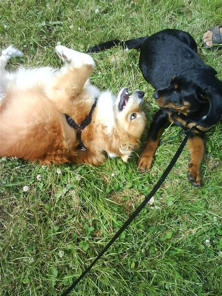 Rottweiler Luna (2008-2008) - luna og loke, nu 15 uger... billede 17