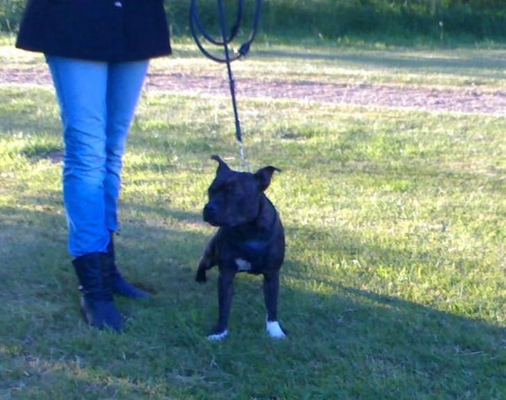 Staffordshire bull terrier Fiona billede 18