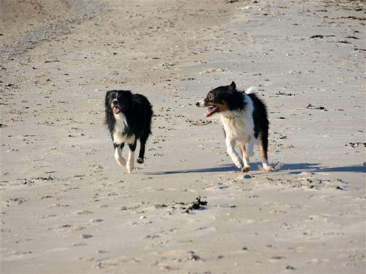 Border collie Freddy - 180 i timen.................sådan kan vi også lege................. billede 20