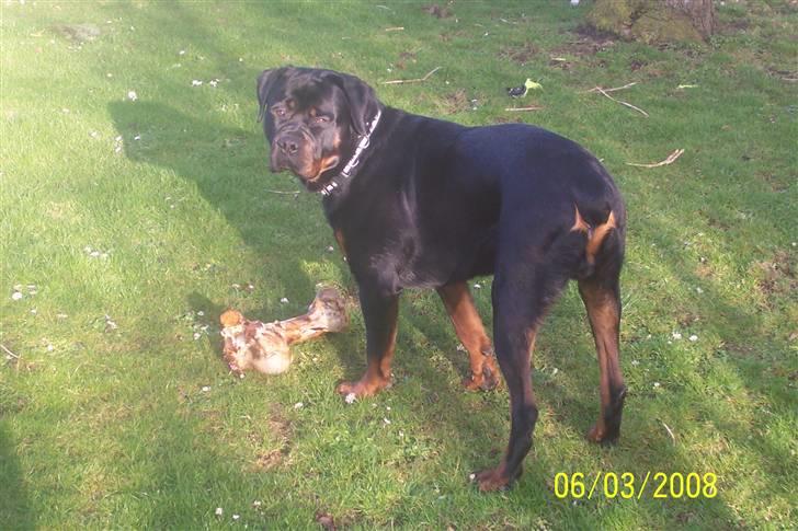 Rottweiler kato= Moars basse - Take it or leave it billede 20