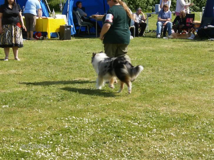 Collie langhåret Wendy - Udstilling i Køge 2008 billede 13