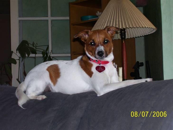 Dansk svensk gaardhund Freja - Er jeg ikk yndig ;) billede 1