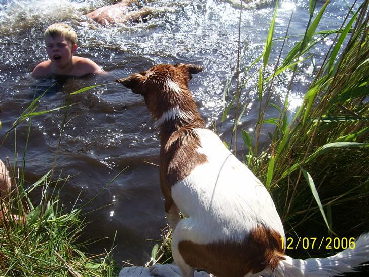 Dansk svensk gaardhund Freja - Frejas første vandtur billede 2