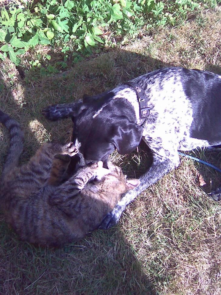 Blanding af racer Oskar - perlevenner i leg billede 16