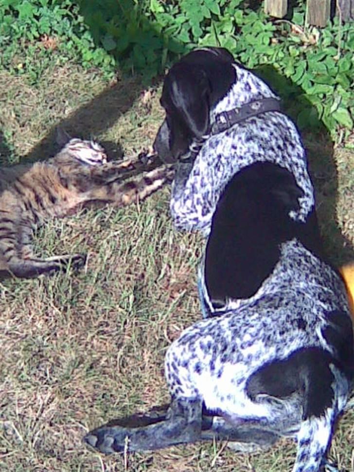 Blanding af racer Oskar - tag lige kloen ud af min snude  billede 17