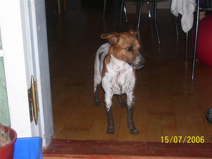 Dansk svensk gaardhund Freja - Har hørt mudderbad skulle være så godt :)))) billede 3