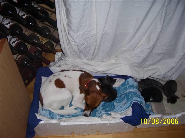 Dansk svensk gaardhund Freja - Passer lige missemors killinger mens hun lige render en tur..... billede 4