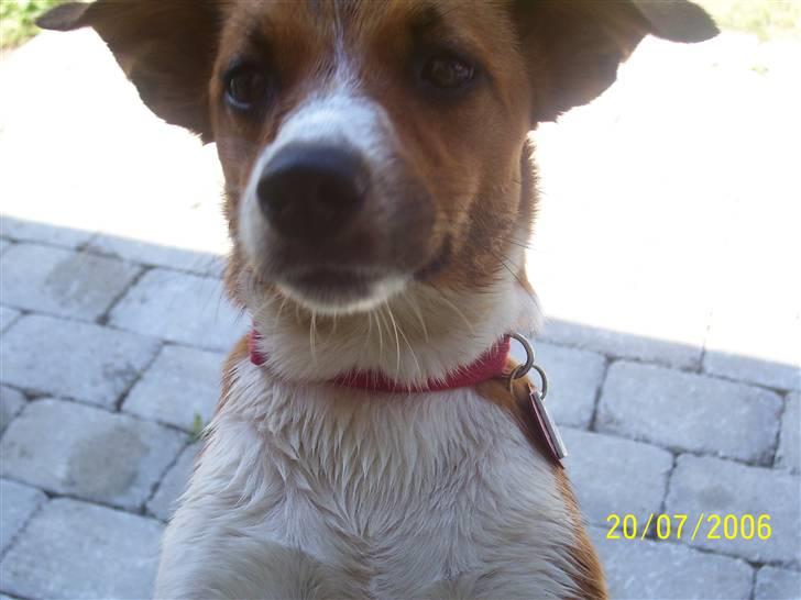 Dansk svensk gaardhund Freja - HALOOOOO..... kan i se mig billede 5