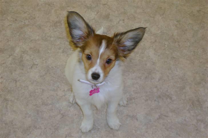 Papillon Bertha billede 17