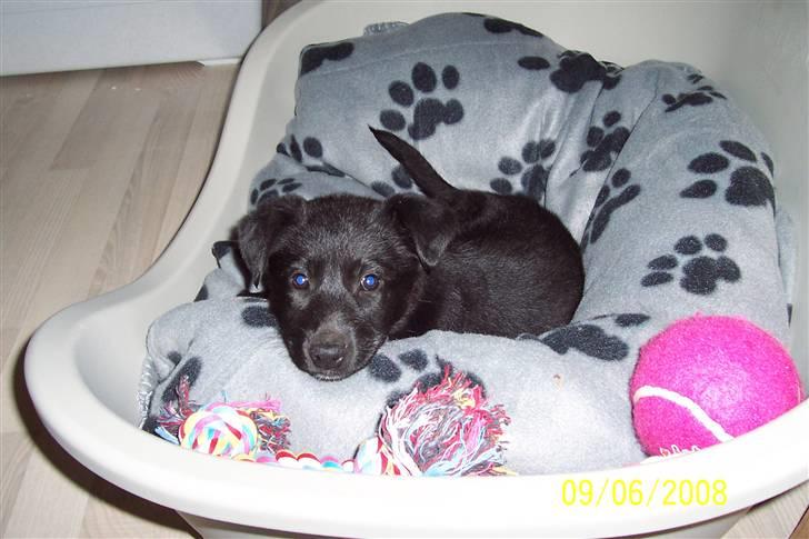 Blanding af racer Tessa - Se hvor sød jeg er <3 billede 1