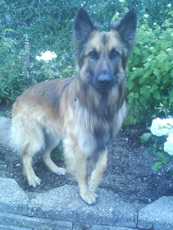 Blanding af racer Jazz - altså jazz.. billede 14