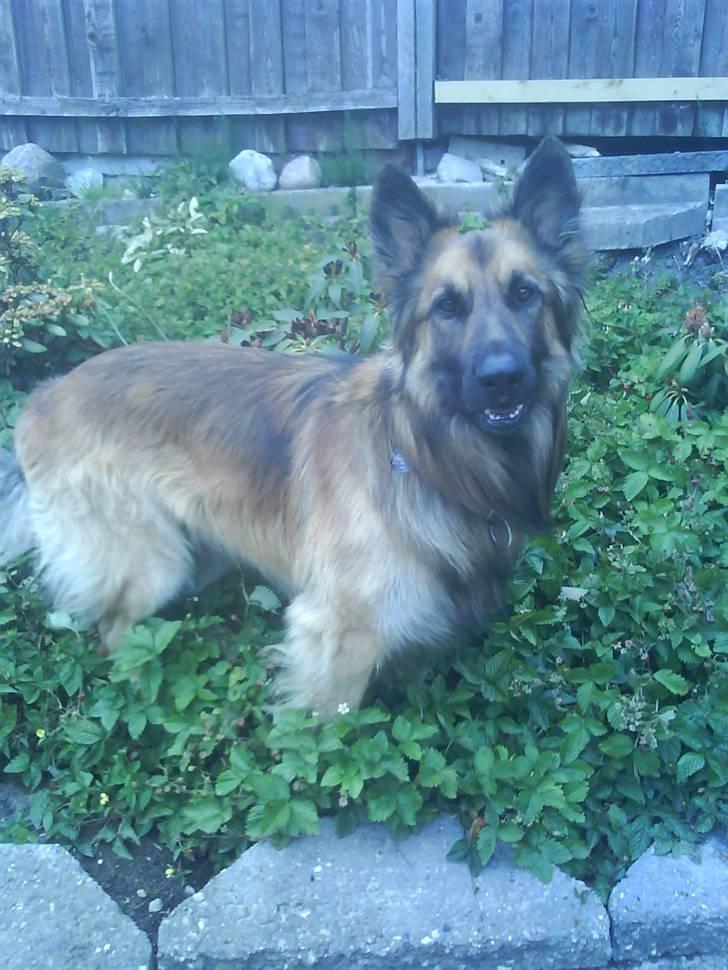 Blanding af racer Jazz - nurh billede 15