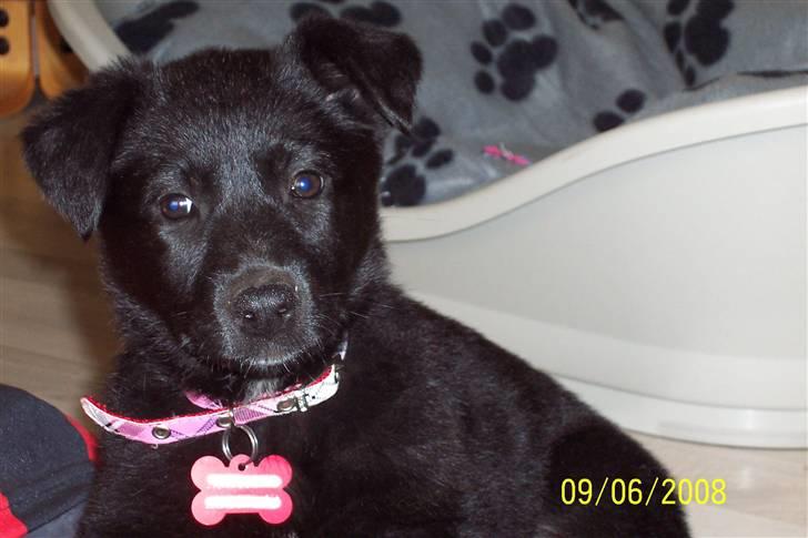 Blanding af racer Tessa - Hvad er det du har der? billede 2