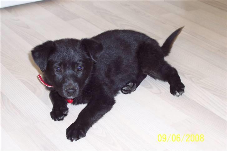 Blanding af racer Tessa - Se hvor lille jeg er billede 3