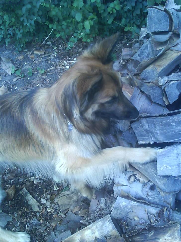 Blanding af racer Jazz - Hvad er det der er derinde?? billede 16