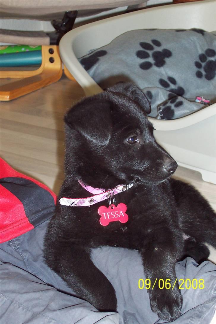 Blanding af racer Tessa billede 4