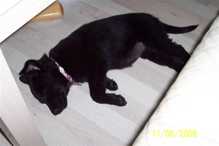 Blanding af racer Tessa - SNOORK billede 5