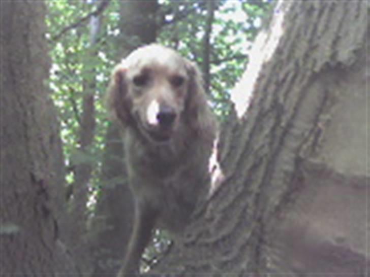 Golden retriever Luffe<3 - Luffe elsker, at være ude!<3 billede 2