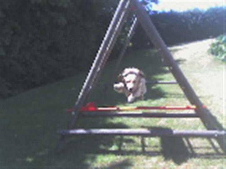 Golden retriever Luffe<3 - Spring! (: billede 3